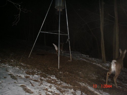 Whitetails on the run.